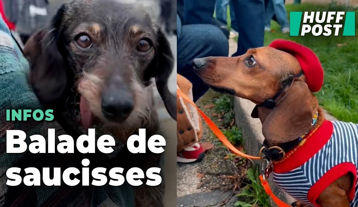 À Paris, la « Sausage Walk » s’est transformée en défilé de mode de teckels sur les quais de Seine